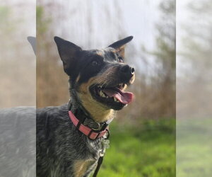 Mutt Dogs for adoption in Garden City, NY, USA