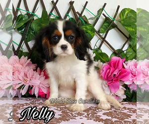 Cavalier King Charles Spaniel Puppy for sale in MIAMI, FL, USA