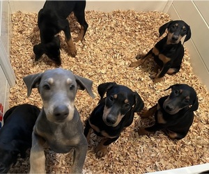 Doberman Pinscher Puppy for sale in PRESCOTT VALLEY, AZ, USA