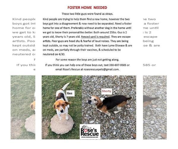 Medium Photo #5 Beagle Puppy For Sale in Rootstown, OH, USA