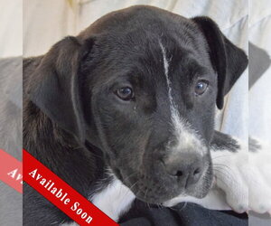 American Staffordshire Terrier-Labrador Retriever Mix Dogs for adoption in Huntley, IL, USA