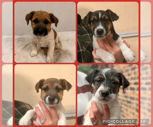 Jack Russell Terrier Litter for sale in FREEMAN, MO, USA