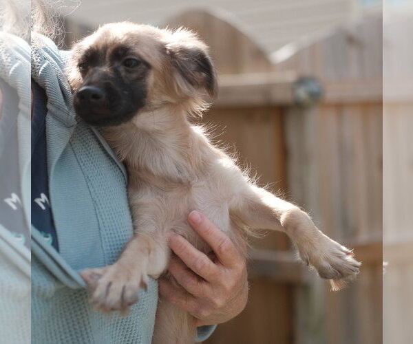 Medium Photo #4 Dachshund-Unknown Mix Puppy For Sale in Virginia Beach, VA, USA