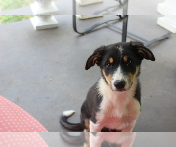 Medium Photo #1 Border Collie Puppy For Sale in ROCKY MOUNT, VA, USA