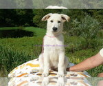 Small Photo #7 German Shepherd Dog Puppy For Sale in PIEDMONT, MO, USA