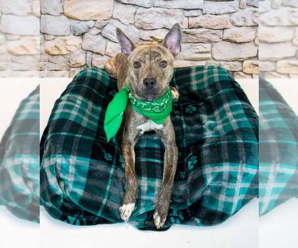 Medium Photo #3 Mutt Puppy For Sale in Kennesaw, GA, USA