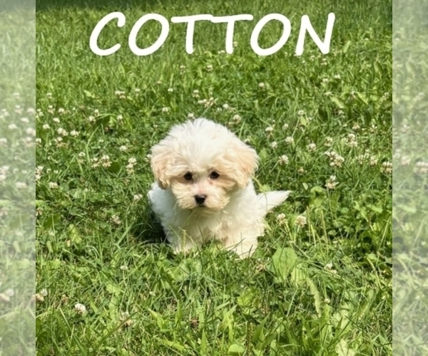 Medium Photo #2 Shih-Poo Puppy For Sale in HARTLAND, MN, USA