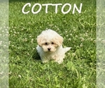 Small #1 Shih-Poo