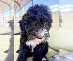 Small Photo #3 Goldendoodle-Sheepadoodle Mix Puppy For Sale in BRANDON, FL, USA