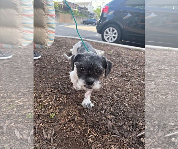 Medium Photo #4 Shih Tzu-Unknown Mix Puppy For Sale in Westwood, NJ, USA