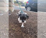 Small #3 Shih Tzu Mix