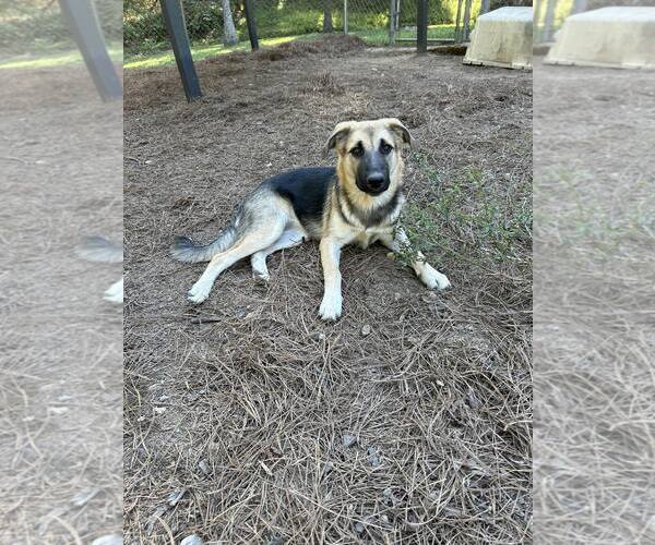 Medium Photo #2 German Shepherd Dog Puppy For Sale in Montgomery, AL, USA