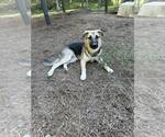 Small #1 German Shepherd Dog