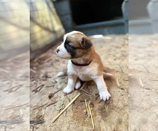 Medium Photo #2 Australian Shepherd-Shih Tzu Mix Puppy For Sale in Paso Robles, CA, USA