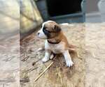 Small #1 Australian Shepherd-Shih Tzu Mix