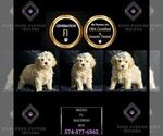 Puppy Meeko F1 Maltipoo
