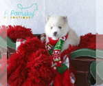 Small Photo #6 Pomsky Puppy For Sale in WEST PALM BCH, FL, USA