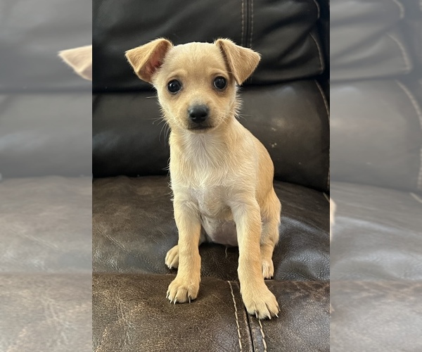 Medium Photo #3 Chihuahua-Chiweenie Mix Puppy For Sale in CLOVER, SC, USA