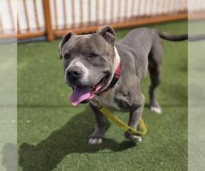 Mutt Dogs for adoption in Las Vegas, NV, USA