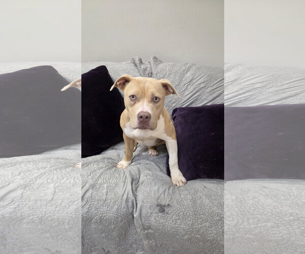 Medium Photo #7 American Pit Bull Terrier-Unknown Mix Puppy For Sale in Rockaway, NJ, USA