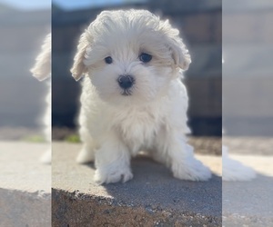 Maltipoo Puppy for sale in CANOGA, NY, USA