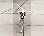 Small #1 American Pit Bull Terrier Mix