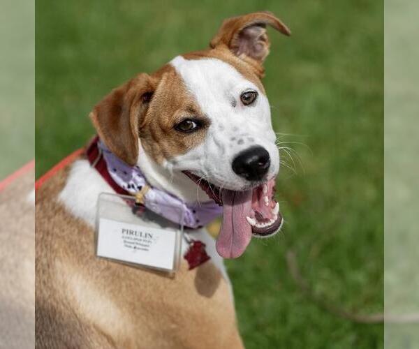 Medium Photo #3 Unknown-Whippet Mix Puppy For Sale in San Diego, CA, USA