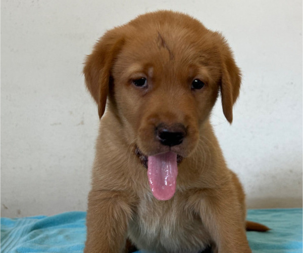 Medium Photo #1 Golden Labrador Puppy For Sale in CHARLES CITY, IA, USA