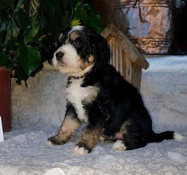 Medium Photo #1 Bernedoodle Puppy For Sale in ALEXANDER CITY, AL, USA