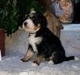 Small Photo #1 Bernedoodle Puppy For Sale in ALEXANDER CITY, AL, USA
