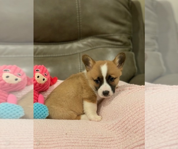 Medium Photo #8 Pembroke Welsh Corgi Puppy For Sale in BILLINGS, MO, USA