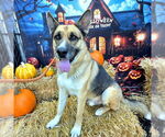 Small #3 German Shepherd Dog