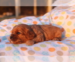 Small Photo #3 Cavapoo Puppy For Sale in SEYMOUR, MO, USA