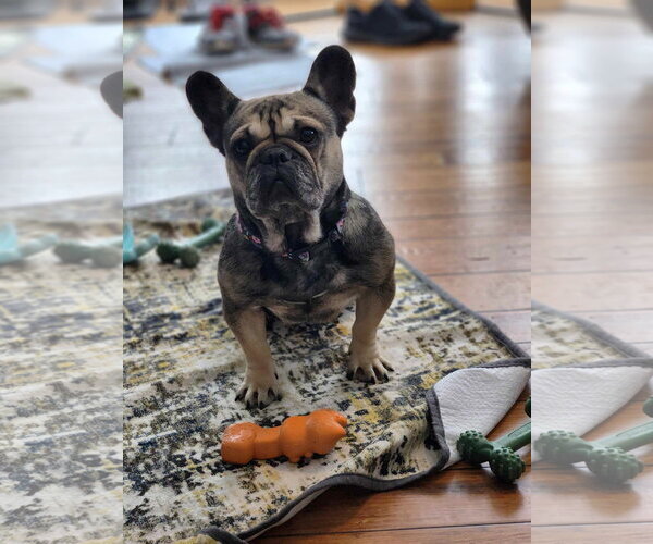 Medium Photo #2 French Bulldog Puppy For Sale in St. Louis Park, MN, USA