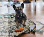 Small #1 French Bulldog