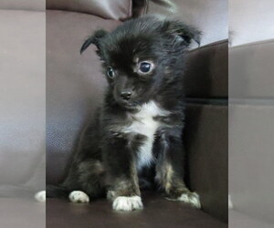 Chihuahua Puppy for sale in HAYES, VA, USA