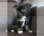 Image preview for Ad Listing. Nickname: Litter of 2