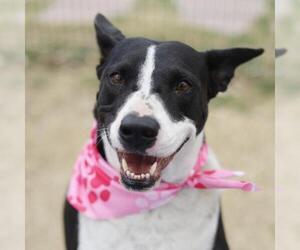 American Staffordshire Terrier-Unknown Mix Dogs for adoption in San Antonio, TX, USA