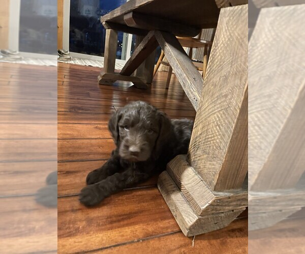 Medium Photo #1 Aussiedoodle-Goldendoodle Mix Puppy For Sale in HUTCHINSON, KS, USA