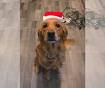 Small Photo #1 Golden Retriever Puppy For Sale in TALIHINA, OK, USA