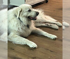 Hobie - Male Great Pyrenees Dog for Adoption - Photo #3