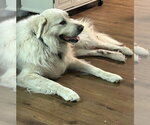 Small Photo #3 Great Pyrenees Puppy For Sale in Vail, AZ, USA