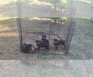 Rottweiler Puppy for sale in LAKELAND, FL, USA