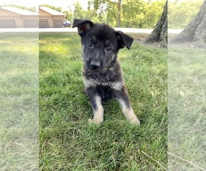 German Shepherd Dog Puppy for sale in HADLEY, MN, USA