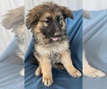 Small Photo #5 King Shepherd Puppy For Sale in PEACH SPRINGS, AZ, USA