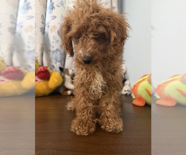 Medium Photo #23 Havapoo Puppy For Sale in DURHAM, CT, USA