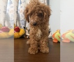 Havapoo puppies - Male Havapoo Puppy for Sale - Photo #23