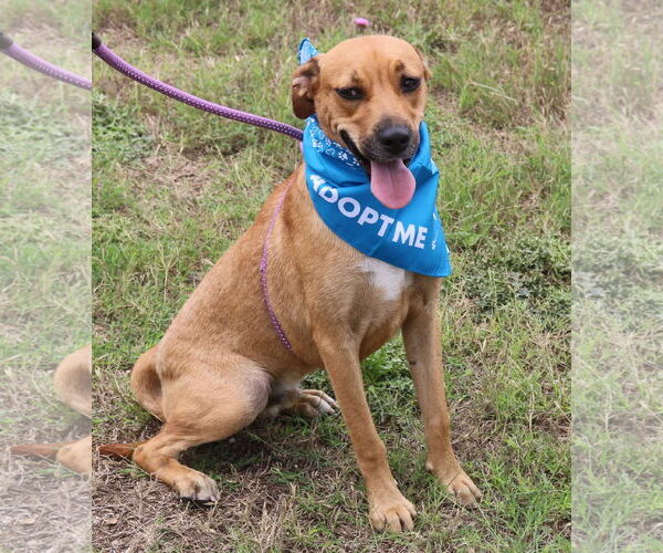Medium Photo #4 Black Mouth Cur-Labrador Retriever Mix Puppy For Sale in Bandera, TX, USA