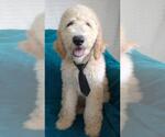 Small Photo #11 Sheepadoodle Puppy For Sale in RIALTO, CA, USA