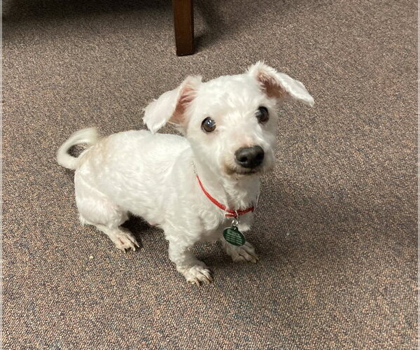 Medium Photo #14 Bichon Frise-Unknown Mix Puppy For Sale in Rootstown, OH, USA
